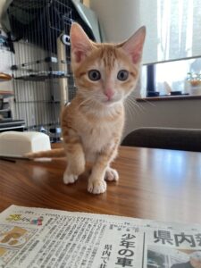 机に乗っている猫の画像